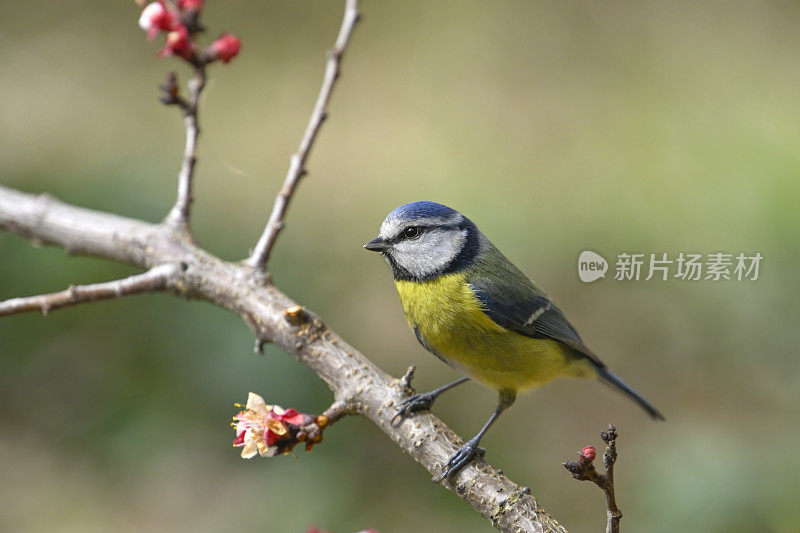 Bluetit (Parus山雀)